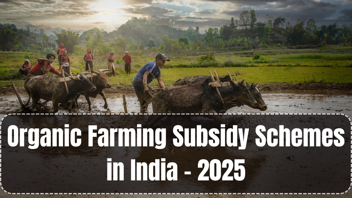 Organic Farming Subsidy Schemes in India – 2025